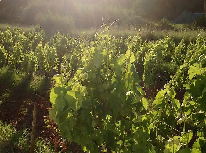 Casa Artelena Chao de Parada